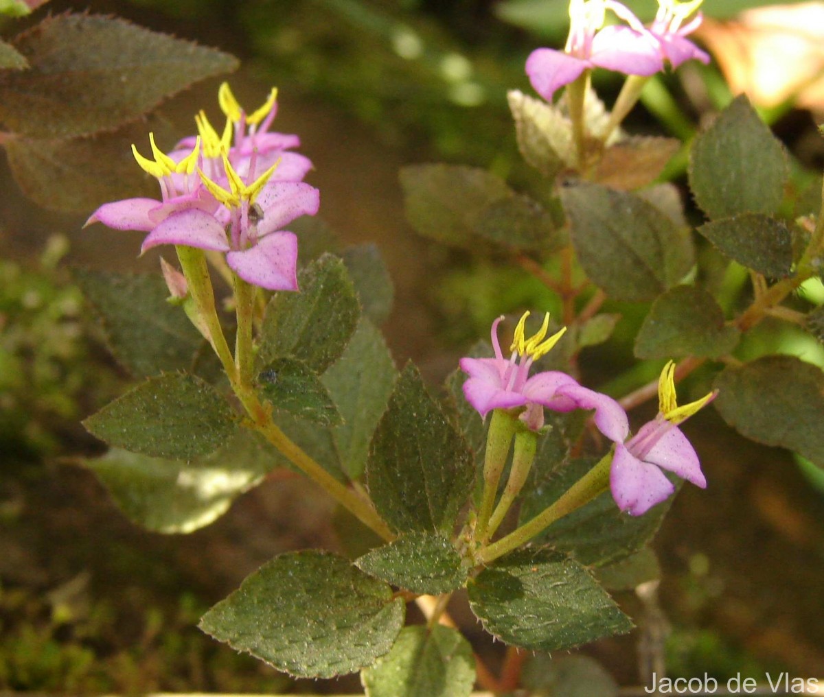 Sonerila crassicaulis Lundin